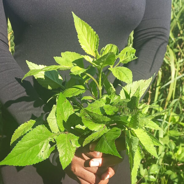 Foraging in the Drakensberg