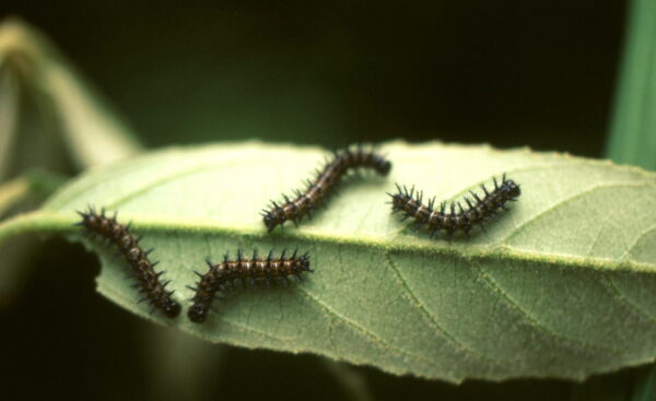 Acraea horta caterpillars