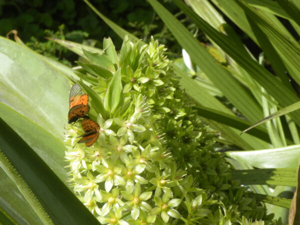 Acraea on eucomis