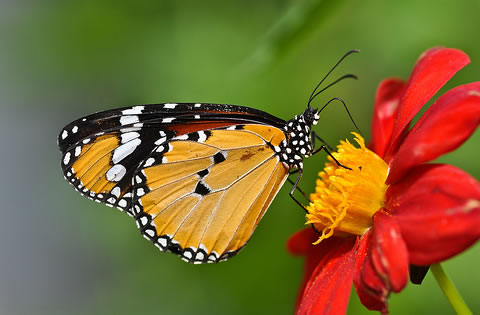 african-monarch