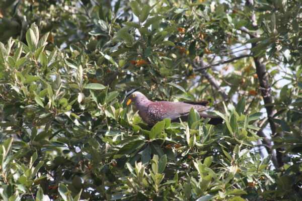 African Olive Pigeon