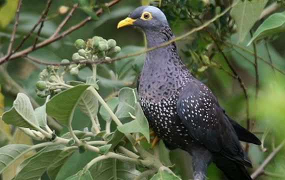 african olive-pigeon