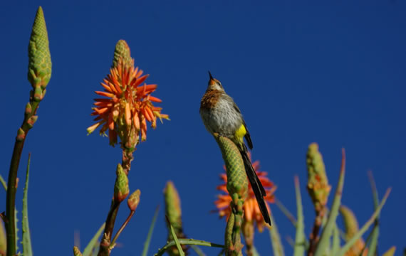 aloes with sugarbird