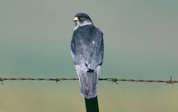 amur falcon