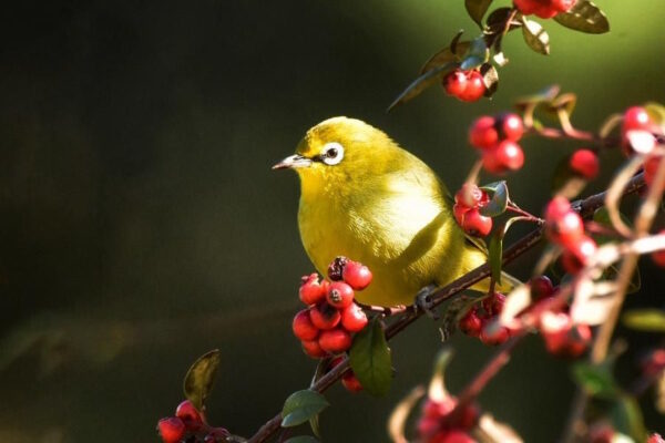 Birding Weekend