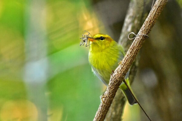 Birding Weekend