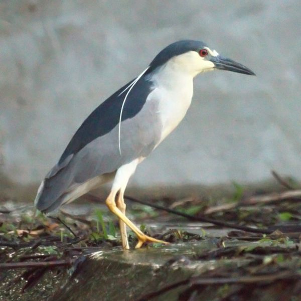 black-crowned-night-heron