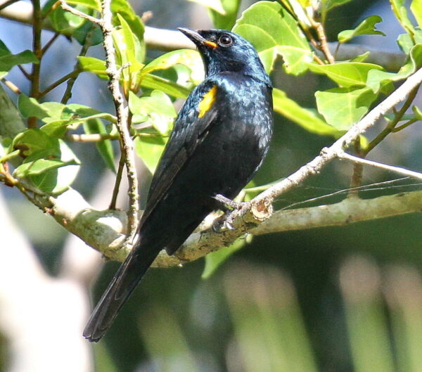 Black Cuckooshrike