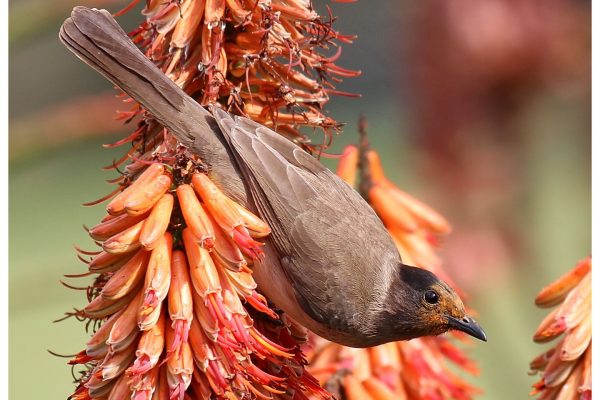 black-eyed-bulbul-pollen