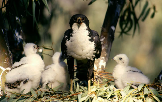 black sparrowhawk