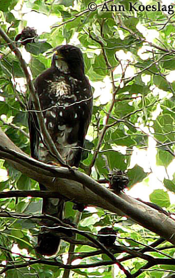 ann koeslag black sparrowhawk