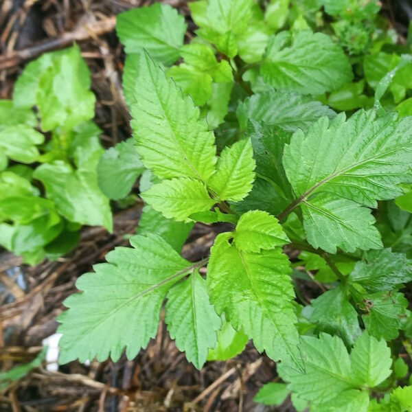 Foraging in the Drakensberg