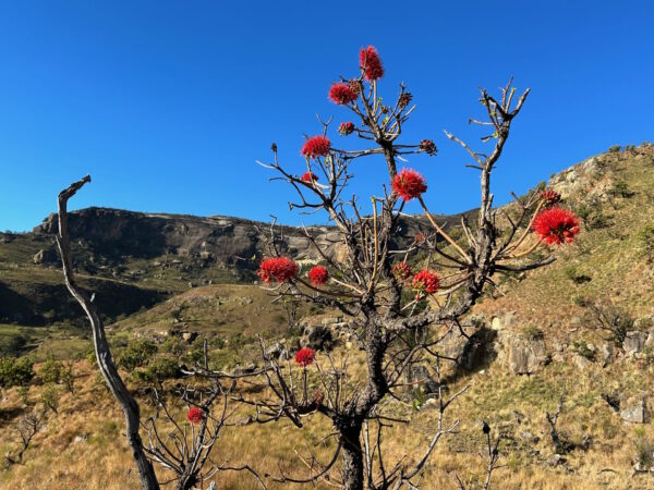 Blooming beautiful