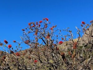 Blooming beautiful