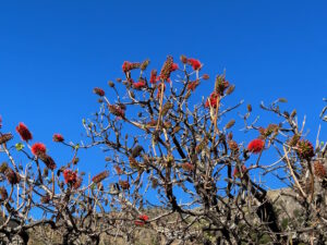 Blooming beautiful