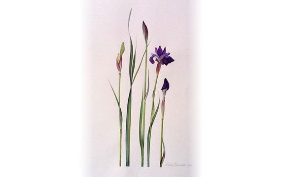 botanical art course