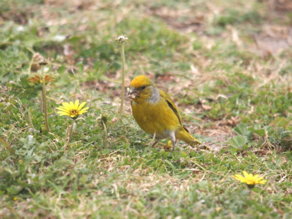 Cape Canary