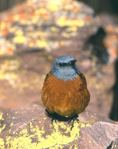 cape rock thrush