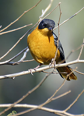 chorister robin chat