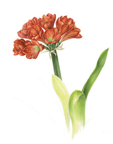 clivia