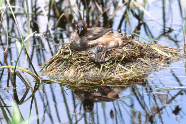 Dabchick