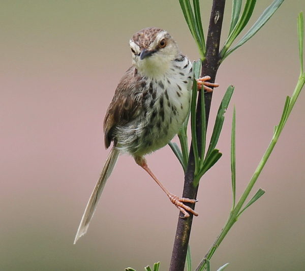 Drakensberg Prinia Cowie