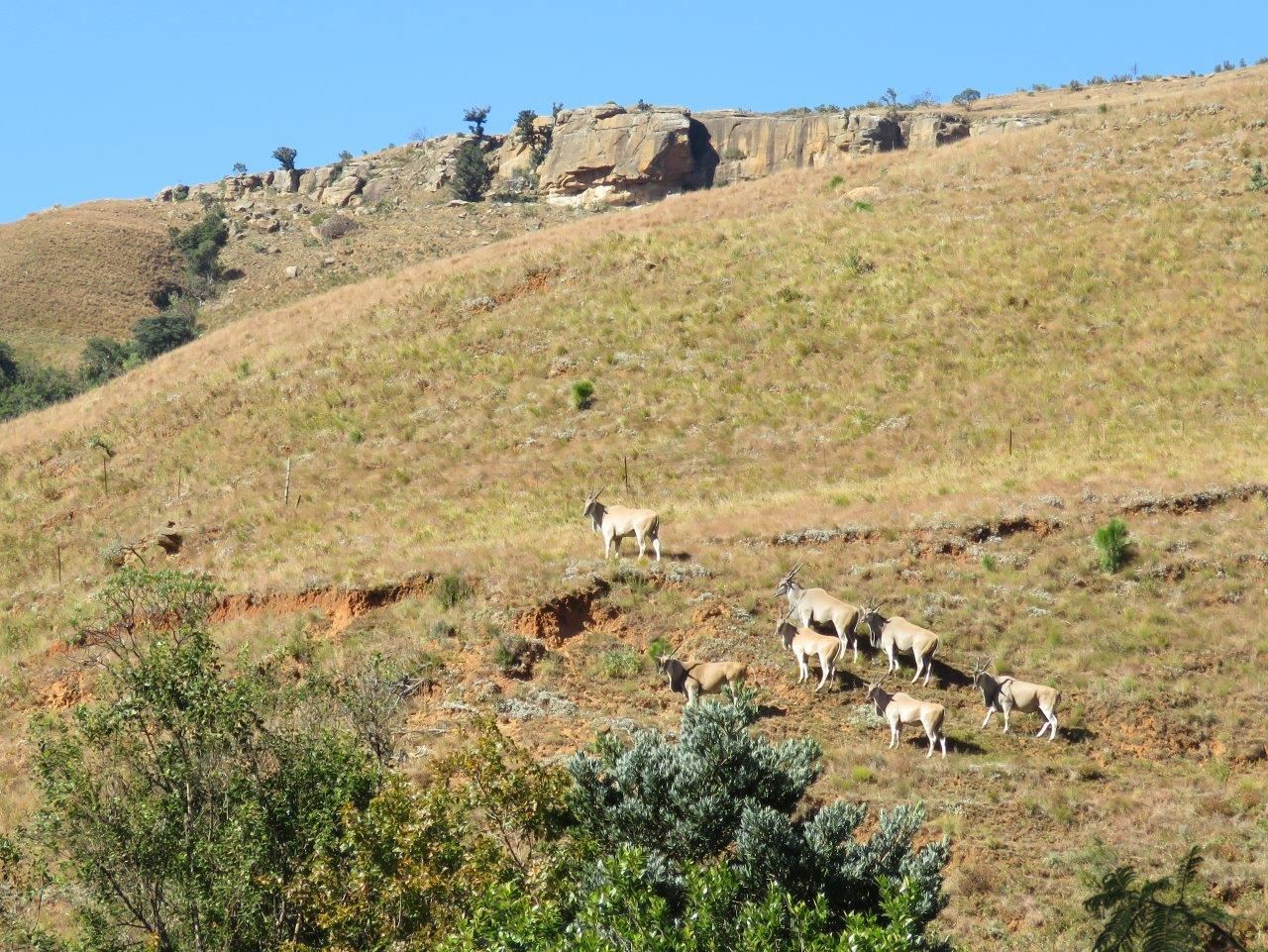 Eland herd