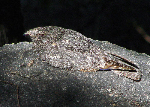 freckled-nightjar