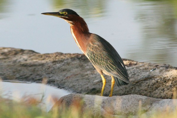 green-backed-heron