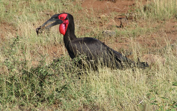 ground hornbill