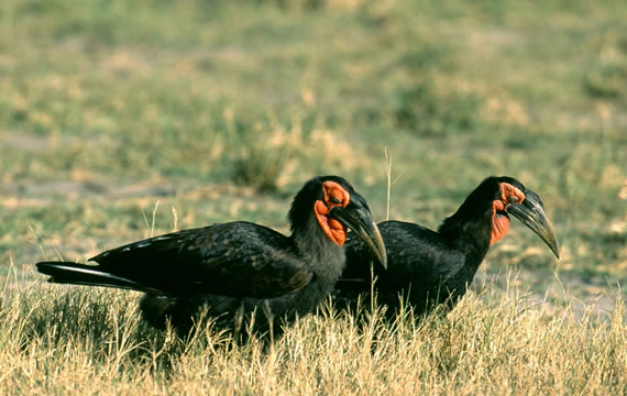 ground hornbill 2