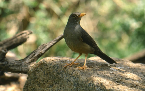 derek keats karoo thrush