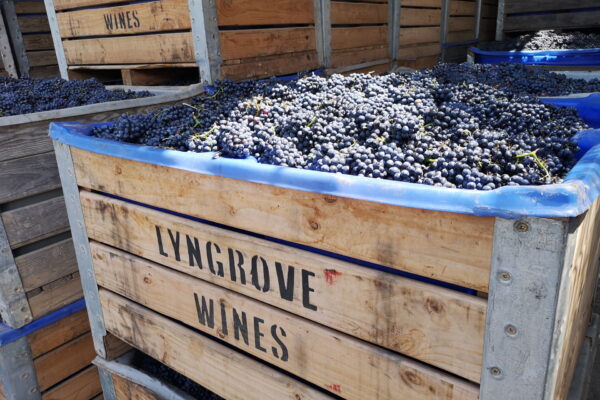 Lyngrove Wine Estate