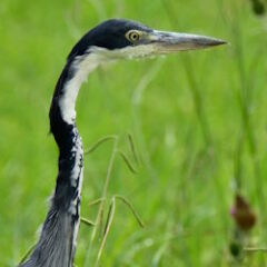 Birding