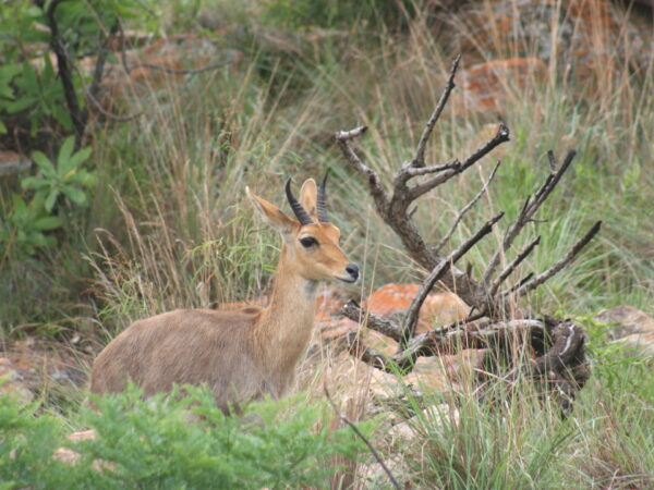 Mountain Reedbuck