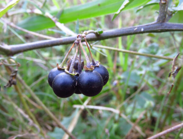 Foraging in the Drakensberg