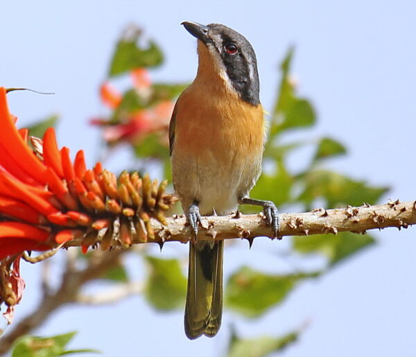 Olive Bush Shrike