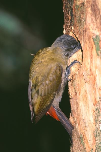 olive woodpecker