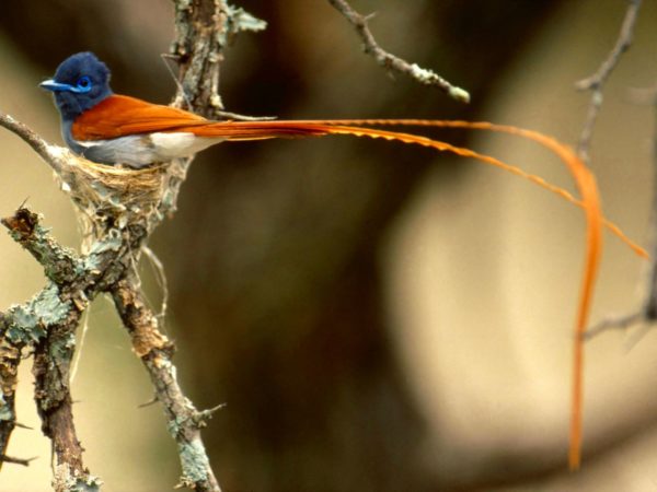 paradise-flycatcher