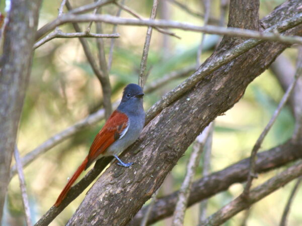 Paradise Flycatcher