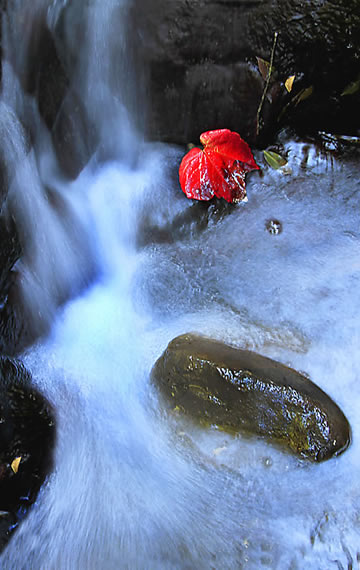 photographic-workshop-leaf-in-river