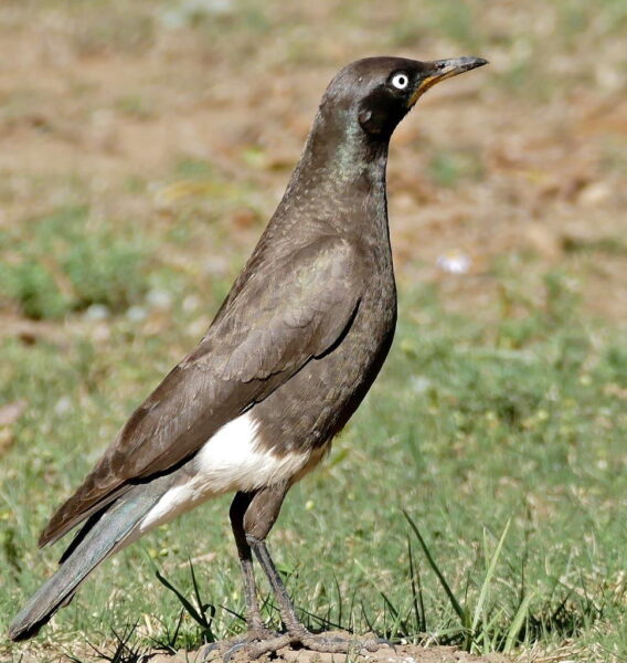 Pied Starling