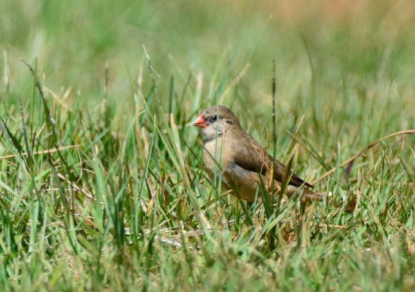 pin-tailed-whydah