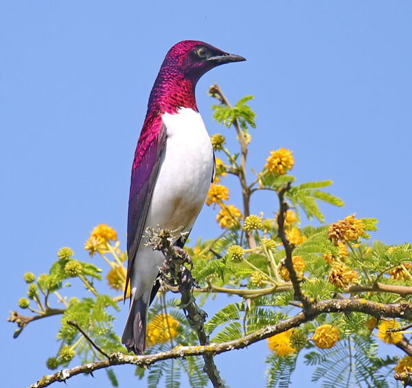 Violet-backed Starling