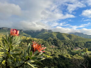 Protea