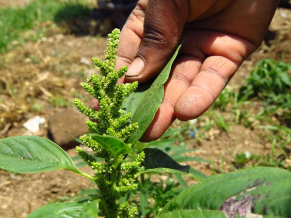 Foraging in the Drakensberg