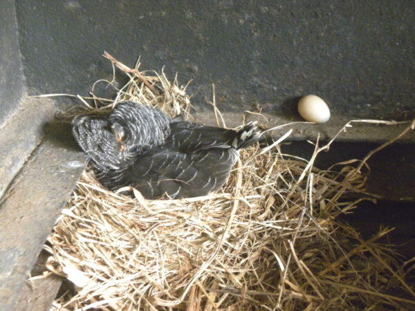 Red-chested cuckoo nest