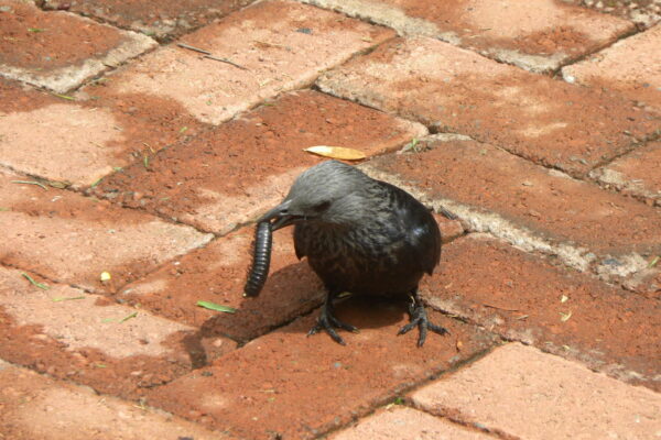 Redwing Starling with Millipede