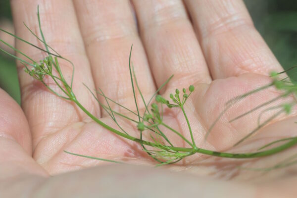 Foraging in the Drakensberg