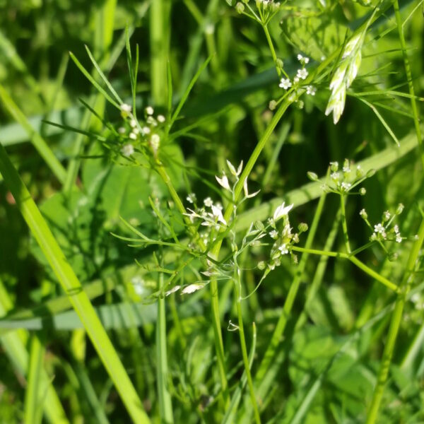 Foraging in the Drakensberg